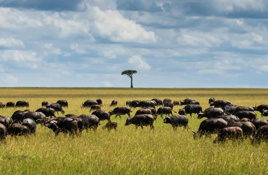 Buffalo on Kenyan plain