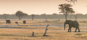 best walking safaris in africa