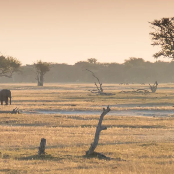 best walking safaris in africa