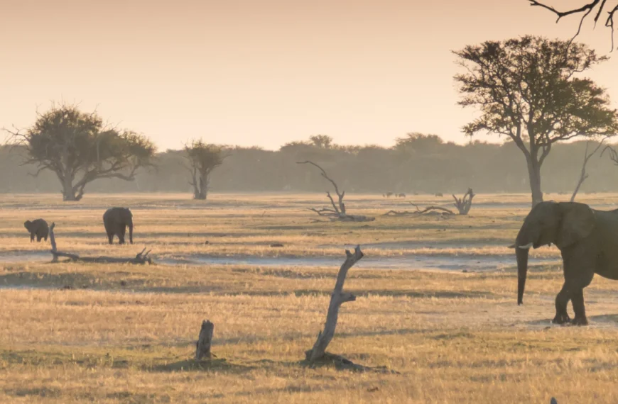 best walking safaris in africa