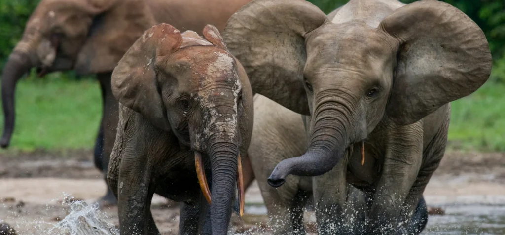 Elephants playing in a river