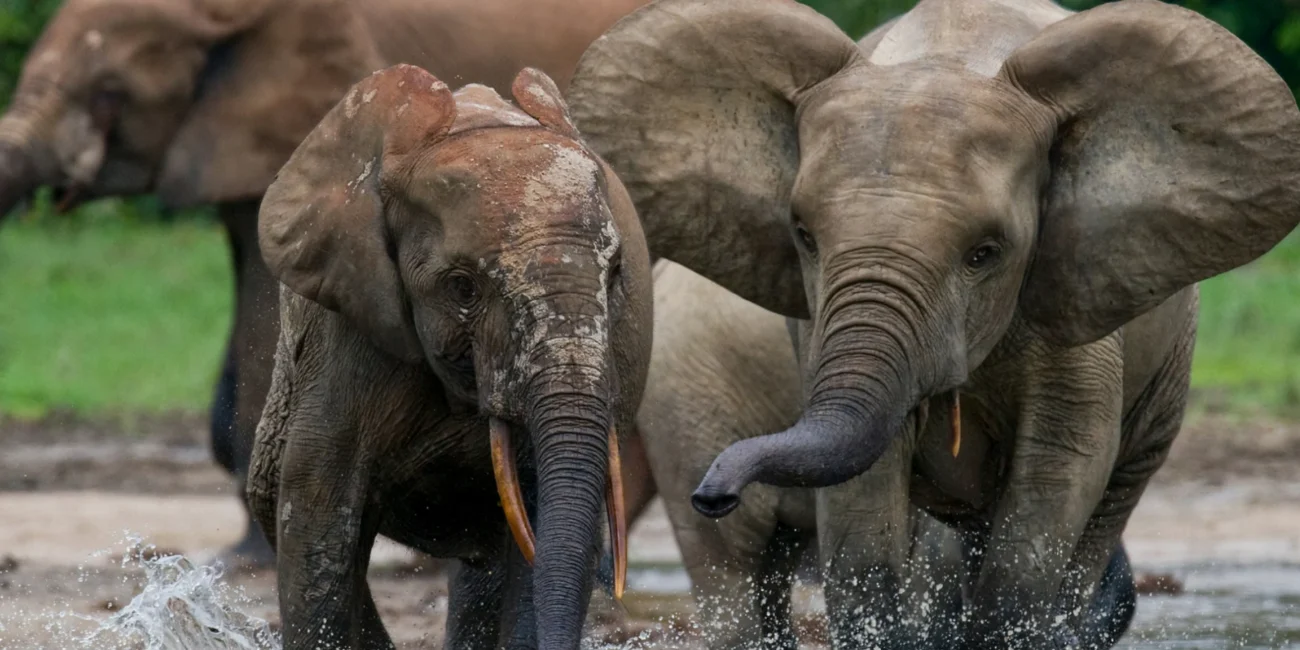 Elephants playing in a river