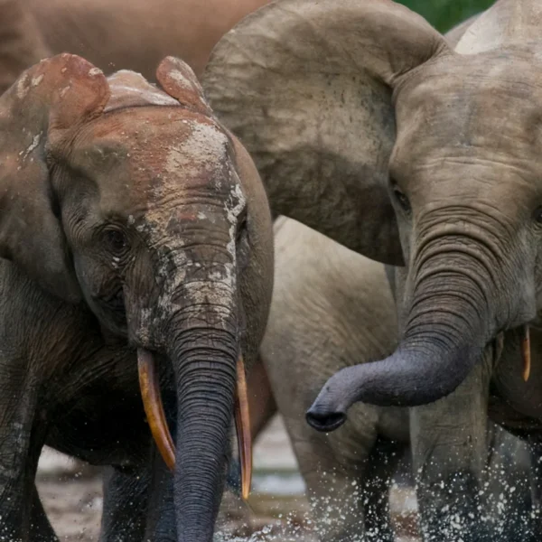 Elephants playing in a river