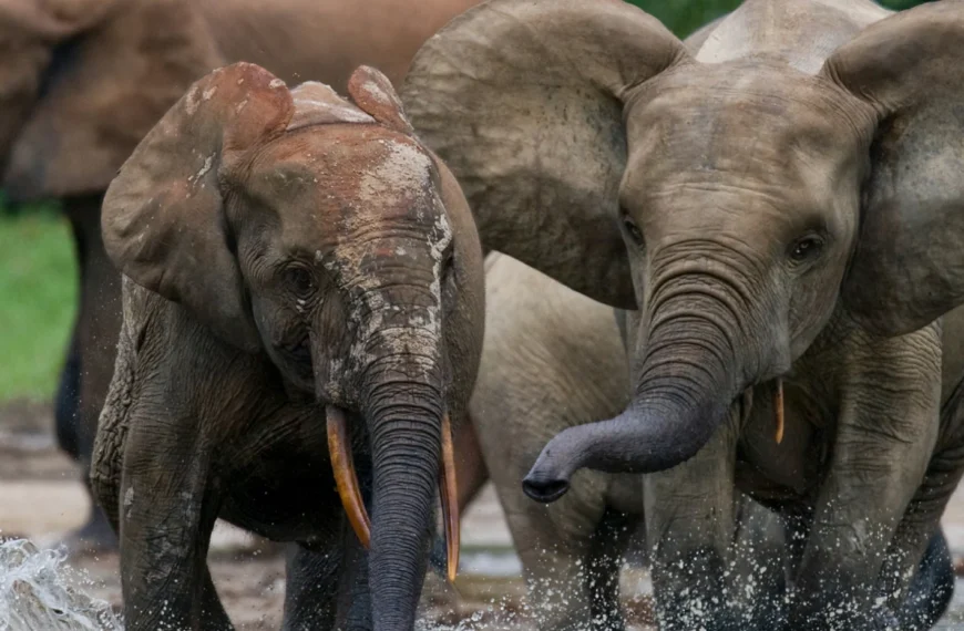 Elephants playing in a river