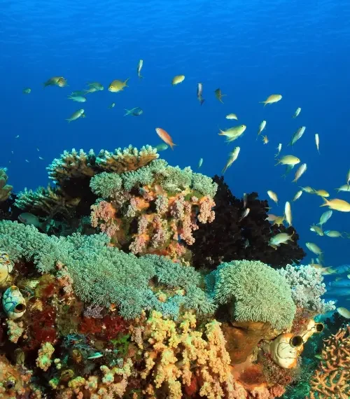 Coral reefs in indonesia