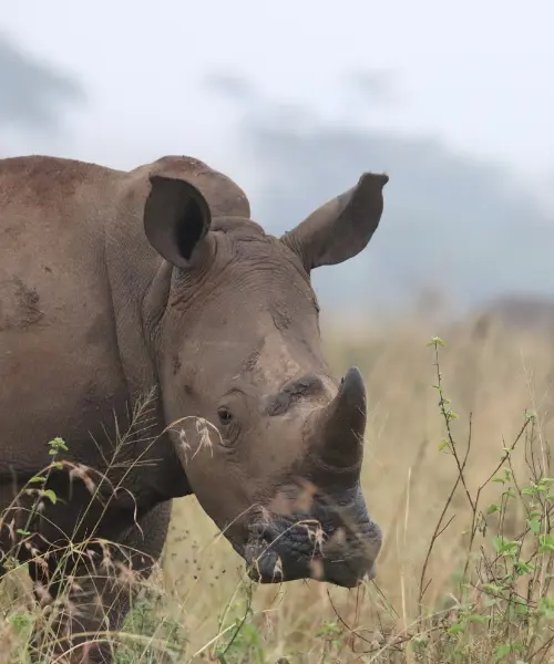 Close up of a wild rhino in Kenya