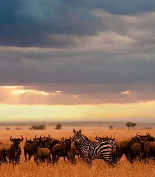 Kenyan animals in the sunset