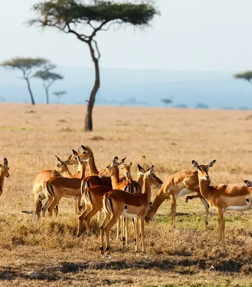 Impala on a Kenyan plain
