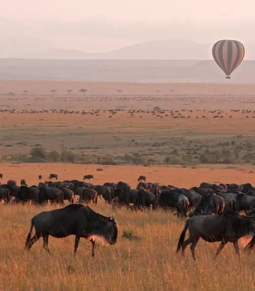 Buffalo crossing the Maasai Mara in Kenya