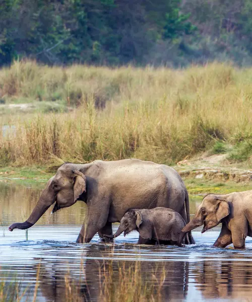 Elephants crossing a river in Nepal