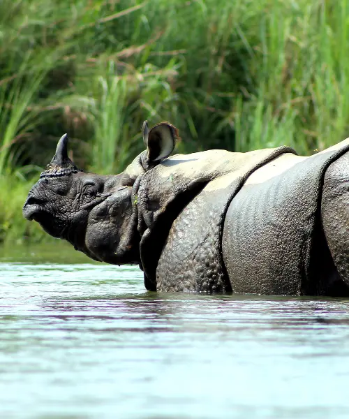 One horned rhino in a river on an Asia safari