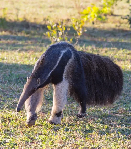 conservation success stories