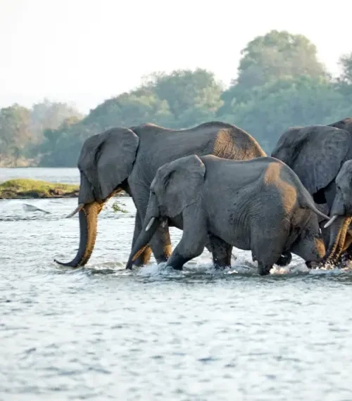 conservation success stories