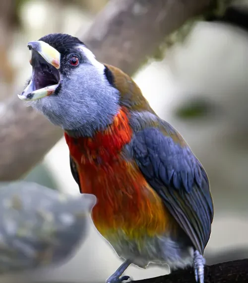 conservation success stories