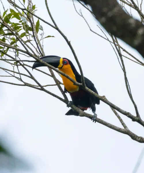 conservation success stories