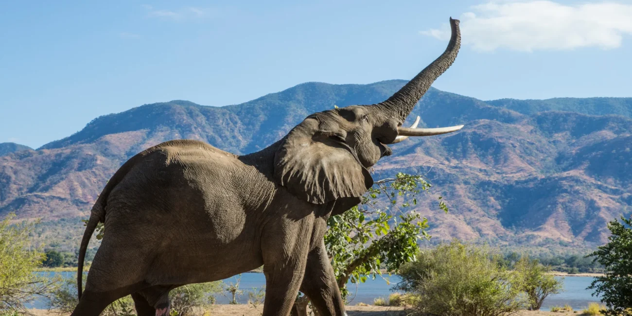 conservation success stories