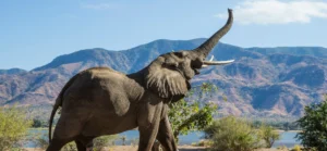 conservation success stories