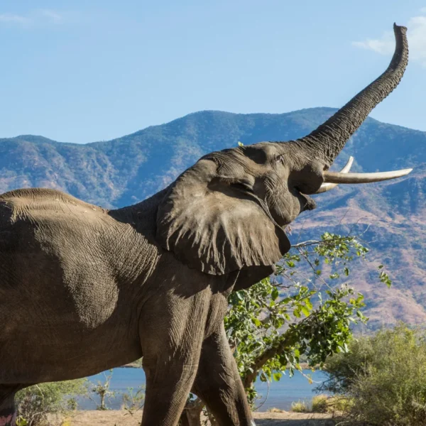 conservation success stories