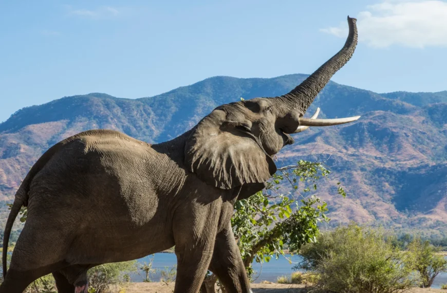 conservation success stories