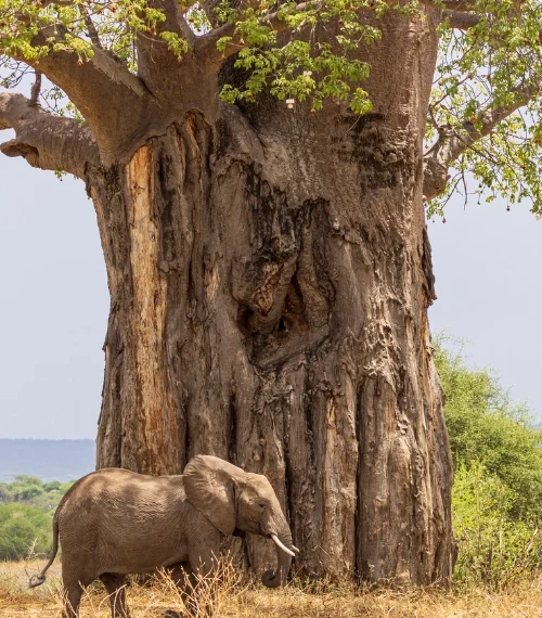 best walking safaris in africa