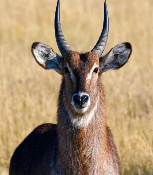 best walking safaris in africa