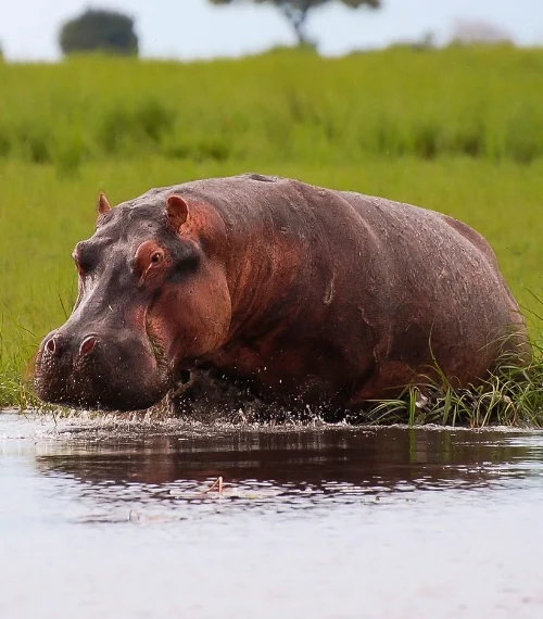 best walking safaris in africa