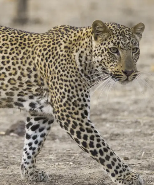 South Luangwa National Park