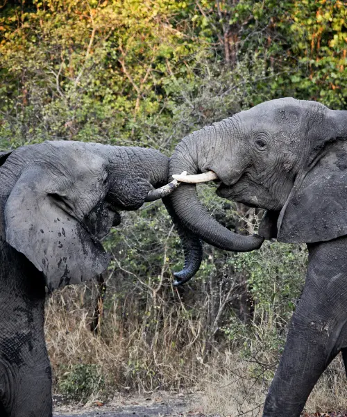 Best Walking Safaris in Africa