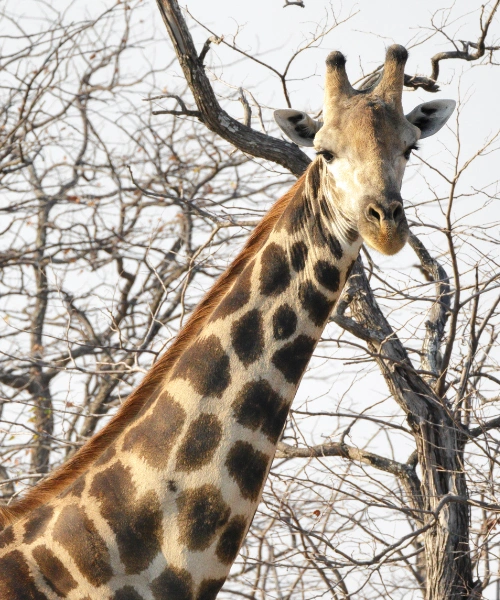 best walking safaris in africa