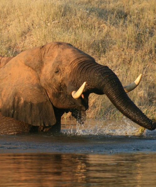 best walking safaris in africa