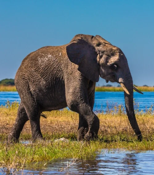 best walking safaris in africa