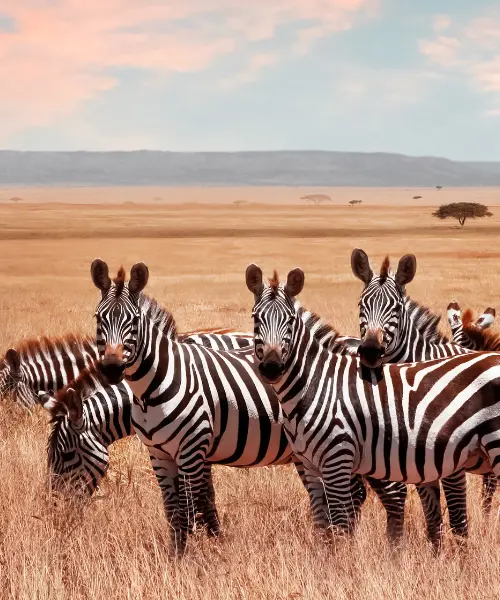 Best Walking Safaris in Africa