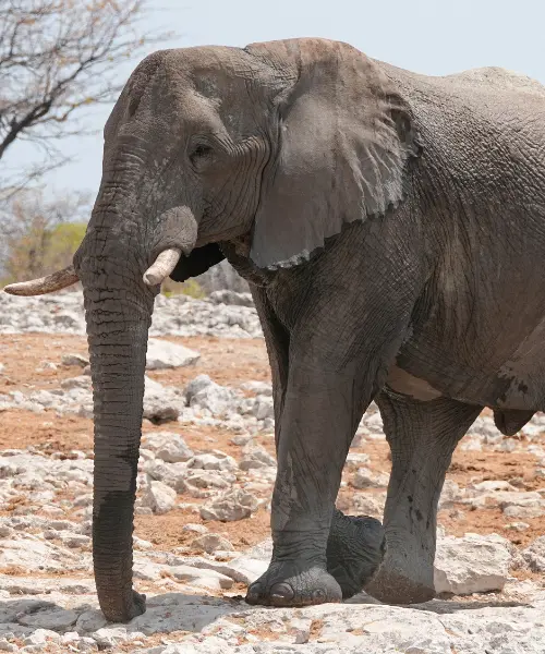 community conservation in Africa