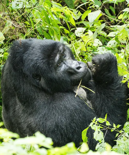 community conservation in Africa