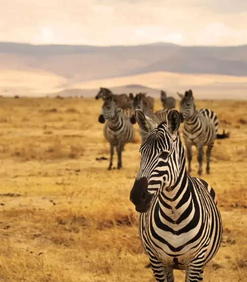 community conservation in Africa