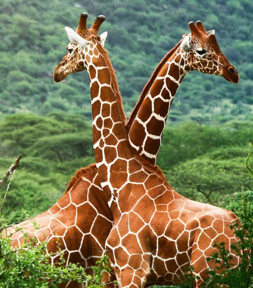 community conservation in Africa