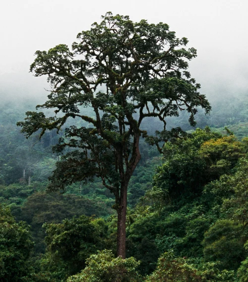 community conservation in Africa