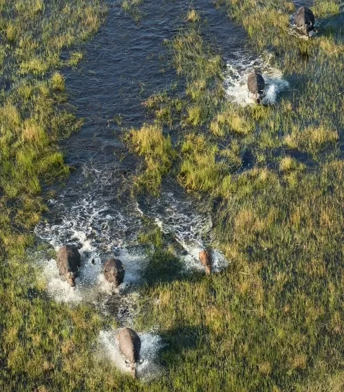 African Elephant moving accross the waters 8_converted