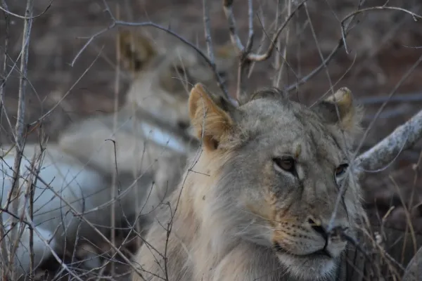 African Lion Sighting_converted