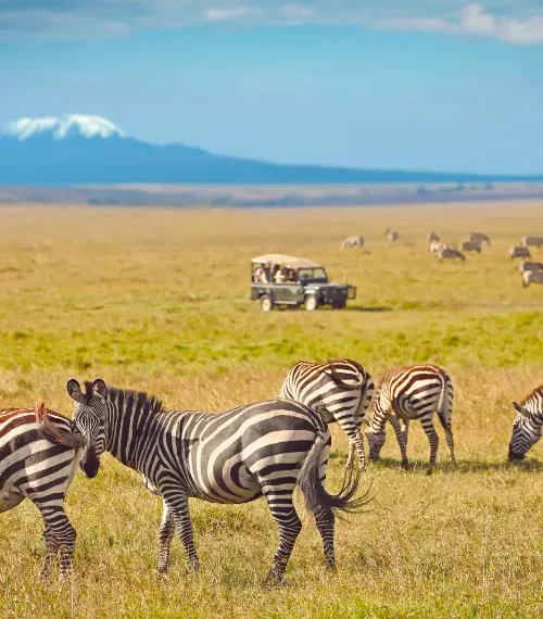 Herd of zebra in front of the best view of mount kilimanjaro