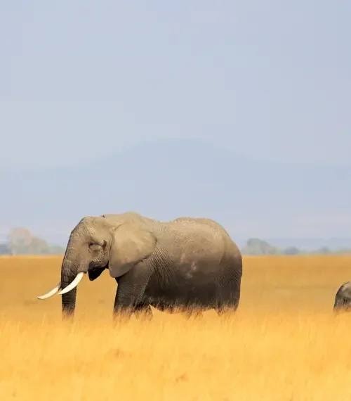 Lone elephant in Amboseli National Park