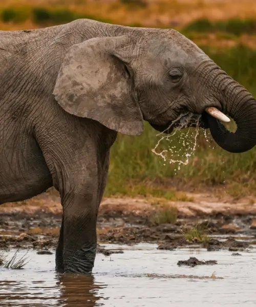 mount kilimanjaro animals - elephant drinking at a waterhole