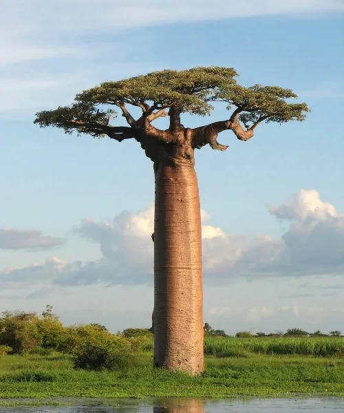 Baobab tree in Africa 5 (1)_converted