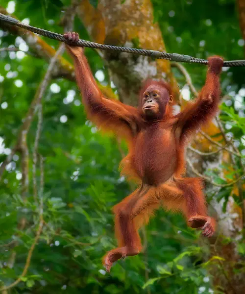Orangutan seen on a vehicle free safari in Borneo