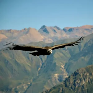 Day 11 - hike dramatic landscapes, meet local communities, and witness condors in flight_converted