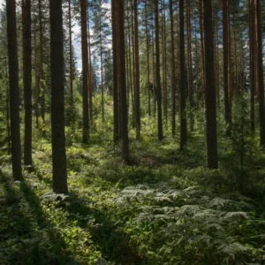Day 2 forest walk and hands-on foraging experience_converted