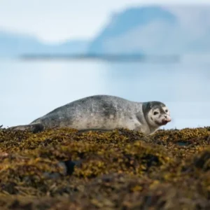 Day 4 kayaking through the serene waters of Storfjord_converted