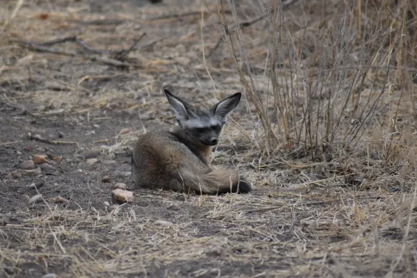 Elusive Animal sighting in Africa_converted