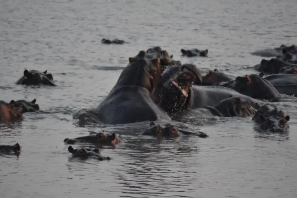 Hipppos on Safari_converted