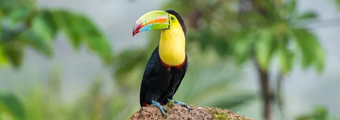 Jungle Birds_converted